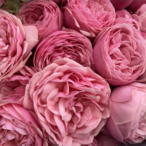 Букет ROSE black (Wow) фото 6