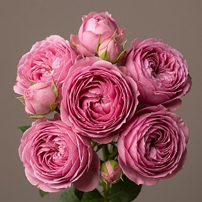 Роза кустовая Мисти Баблс