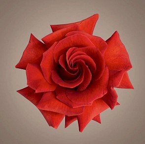Французская роза Нина Ричи