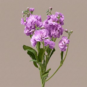Маттиола кустовая сиреневая